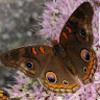 tammy_fanning